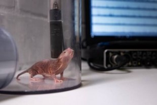 El ratopín rasurado aprende dialectos para comunicarse