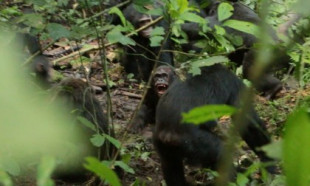 Los tres asesinatos que desataron la segunda ‘guerra civil’ entre chimpancés