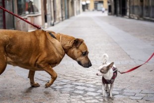 La venta de perros y gatos de compañía tiene los días contados en el Estado francés
