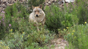 La caza ilegal está diezmando al lobo en la provincia de Burgos