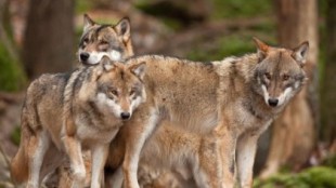El Principado demandará al Gobierno central si protege al lobo en toda España