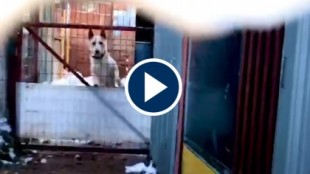 Así viven los perros de cazadores de la sierra madrileña: en jaulas inmundas y muertos de frío