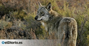 Acuerdo entre el Gobierno y las comunidades autónomas para detener la caza del lobo en España