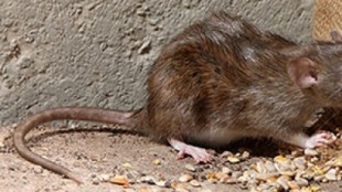 Detectan una gran cantidad de ratas negras trepadoras en árboles de Madrid y advierten que pueden atacar a humanos
