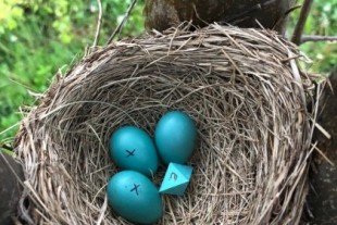 Huevos de ocho caras en los nidos: así se pone a prueba lo que los pájaros aceptan en su refugio