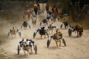 El refugio para perros en 'silla' de ruedas de Chon Buri