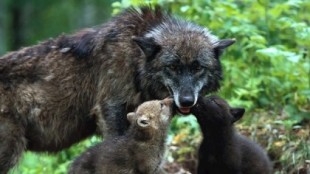 Se acabó el chollo: los gestores de cotos afrontan grandes pérdidas si se prohíbe la caza del lobo
