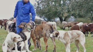 Un ganadero de Fonfría denuncia a un cazador por disparar a sus perros