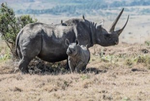2020: el año en que ningún rinoceronte murió cazado en Kenia