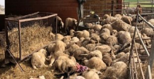 Una manada de perros libres mata a 221 corderos en Tavèrnoles