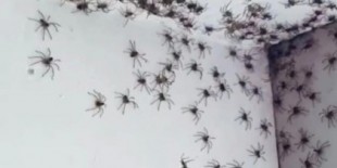 Los motivos de la increíble plaga de arañas que asola las casas de Sídney