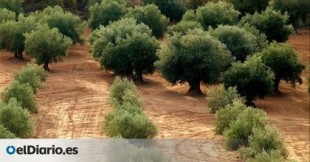 El Gobierno podrá ordenar la retirada de aceite de oliva del mercado para subir su precio