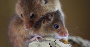Cómo los ratones empáticos sienten el miedo o el dolor ajeno