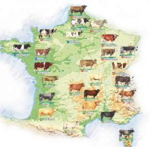 Tipos de vacas en Francia [Infografia]