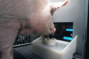 Increíble pero cierto: un equipo científico enseña a cuatro cerdos a jugar videojuegos