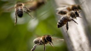 Cuando el Brexit es peor que un pesticida para la apicultura en Inglaterra
