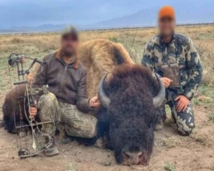 100 años pasaron para que volvieran bisontes a México y ya mataron a uno