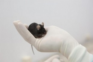 Prueban con éxito en ratones una vacuna de ARNm para la inmunoterapia contra el cáncer