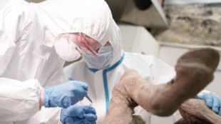 Un laboratorio ruso anuncia que comenzará a extraer paleovirus de animales prehistóricos hallados en Siberia