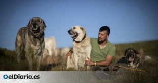 Pastores que conviven con lobos: "Estoy a favor de prohibir su caza"