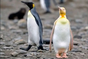 Rareza: logran fotografiar a un pingüino amarillo nunca antes visto