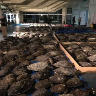 Rescatan a más de 3.500 tortugas de morir congeladas durante la tormenta invernal en Texas