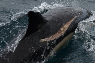 Carnicería de delfines evitable en el Estrecho de Gibraltar