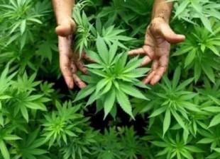 Marruecos legalizará la marihuana la próxima semana para ciertos usos