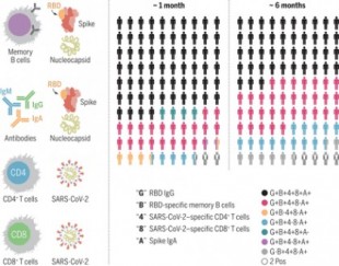 Se confirma inmunidad memoria frente a SARS CoV2 8 meses tras la infección (ENG)