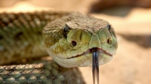 La Guardia Civil busca una serpiente que mordió a un hombre que está en la UCI