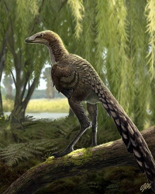 Identificado un nuevo dinosaurio carnívoro que vivió en el Pirineo al final del cretáceo