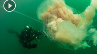 Buceando con una medusa XL en la ría de Vigo