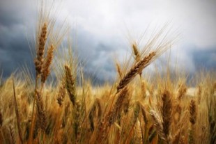 El exceso de nitrógeno en los cultivos de trigo explicaría la alta prevalencia de la celiaquía