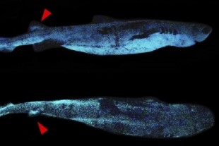 Se descubre este enorme tiburón bioluminiscente en las profundidades del océano frente a Nueva Zelanda