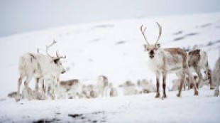 Capar renos a bocados, la receta saami contra el calentamiento global