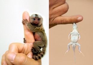 Por qué los animales se hacen cada vez más pequeños