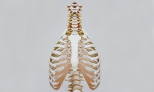 Científicos de Yale reparan la médula espinal lesionada utilizando las propias células madre de los pacientes [EN]