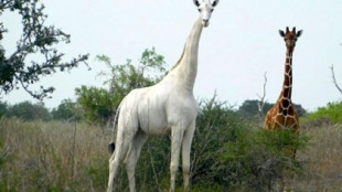 Cazadores furtivos matan a la última jirafa blanca del mundo