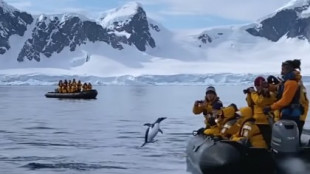 Un pingüino se salva de ser devorado por una orca saltando a un bote de unos turistas