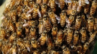 Así se rescata a miles de abejas con las manos desnudas