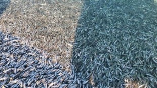El calentamiento global, detrás de la muerte de miles de peces en Tarifa