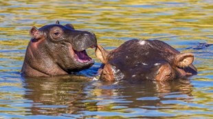 Un turista lanzando basura a la boca de un hipopótamo en un safari, incendia las redes