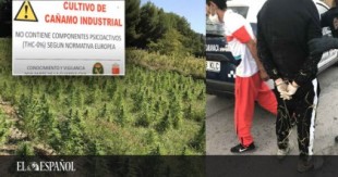 El cannabis medicinal de Murcia gusta a los ladrones: 50 robos en la misma finca en un solo año