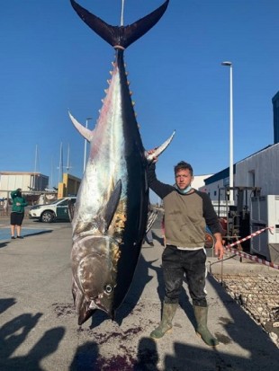 Capturan un ejemplar de atún rojo de 325 kilos