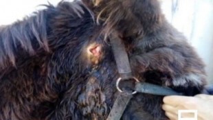 Atacan salvajemente y matan con flechas a un burro en un pueblo de Albacete