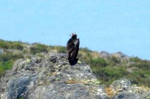 Captan una bandada de cinco buitres negros, el ave rapaz más grande de Europa, en un monte de Laza