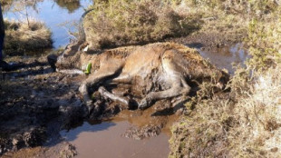 Un cazador furtivo suelta 17 perros en Padróns, Ponteareas, y se comen reses vivas