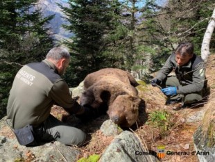 La investigación de la muerte del oso Cachou destapa una red de tráfico de cocaína en la Val d’Aran