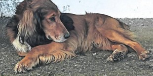 Muere el perro que resultó salvajemente tiroteado en una aldea de Santa Comba