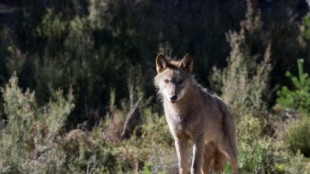 El Parque Nacional de Aigüestortes vuelve a tener lobos después de 100 años
